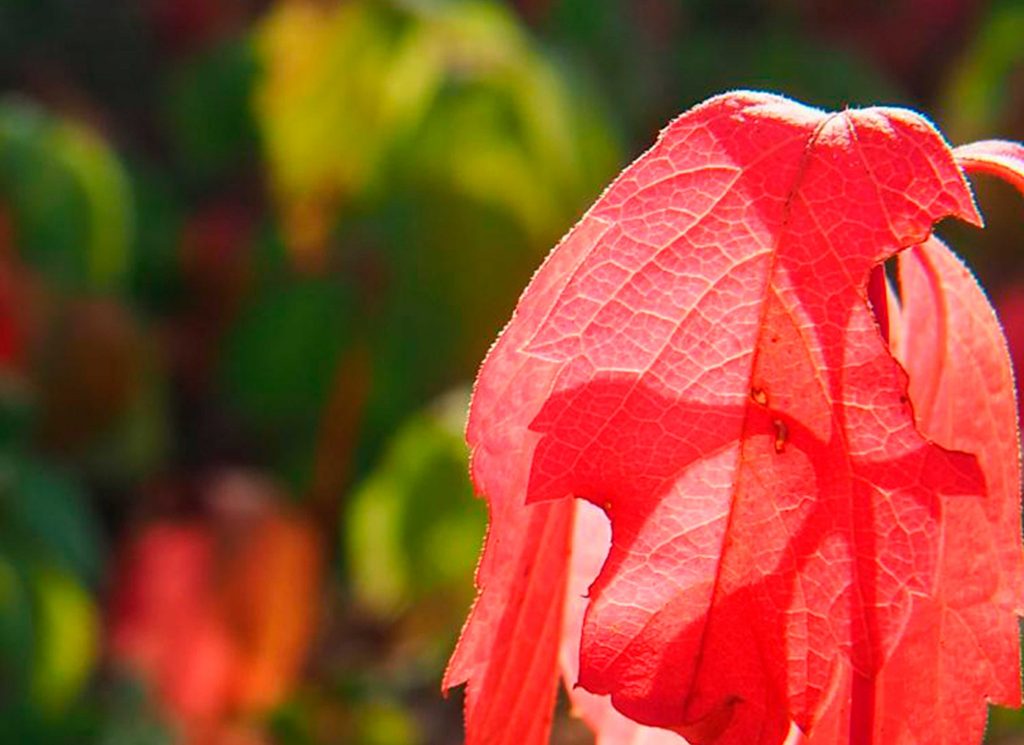 manteniment jardins 3