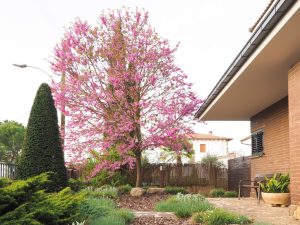 EMPRESA JARDINERIA OSONA 1 Disseny jardí amb arbre ornamental i vegetació.